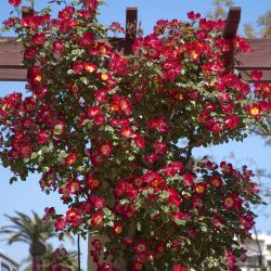 ROSIER Grimpant Cocktail®