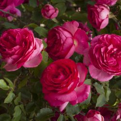 ROSIER Grimpant Cyclamens Pierre de Ronsard