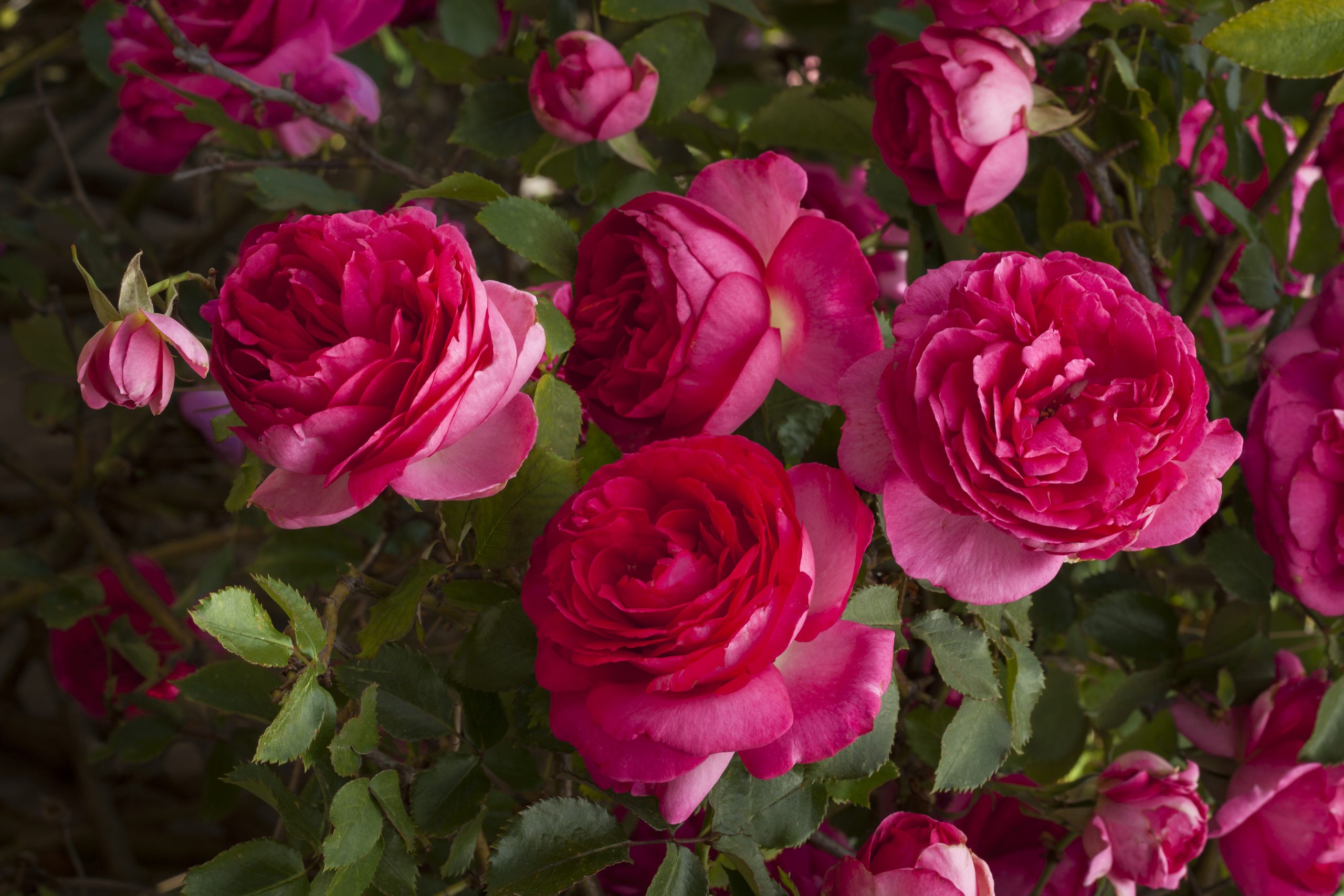 ROSIER Grimpant Cyclamens Pierre de Ronsard