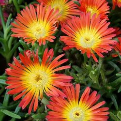 DELOSPERMA Wow Fire