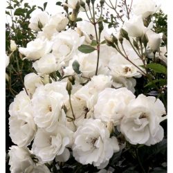 ROSIER Grimpant Iceberg