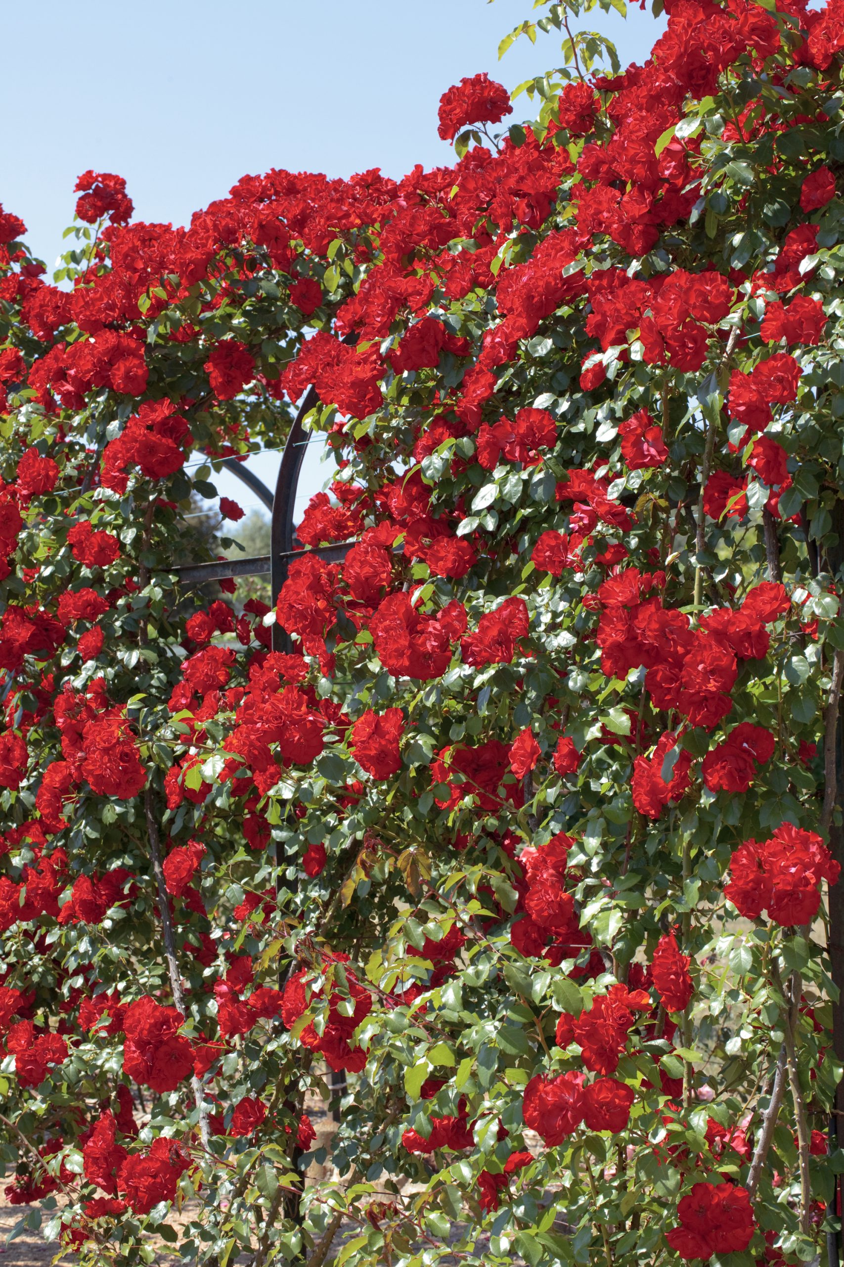 ROSIER Grimpant La Sevillana