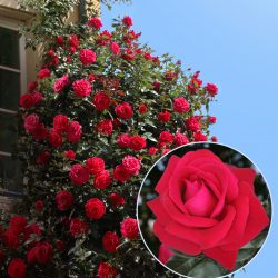 ROSIER Grimpant Le Grand Huit