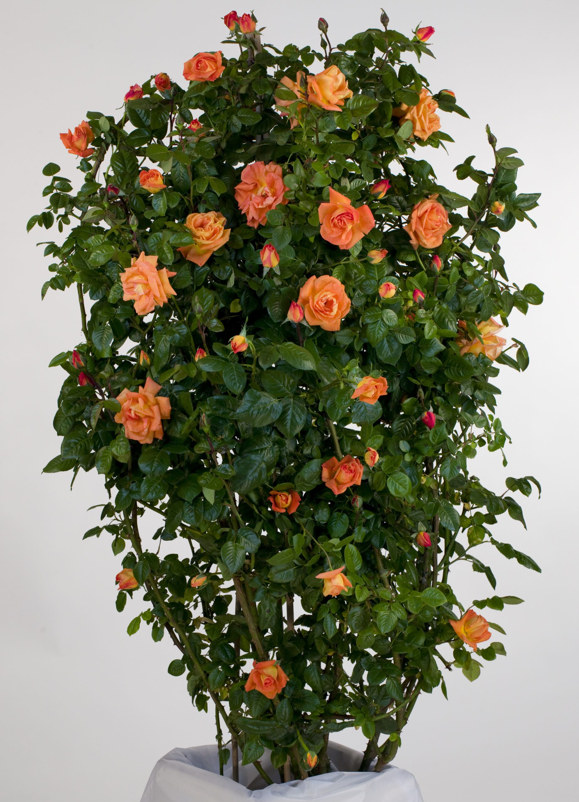 ROSIER Grimpant Louis de Funès