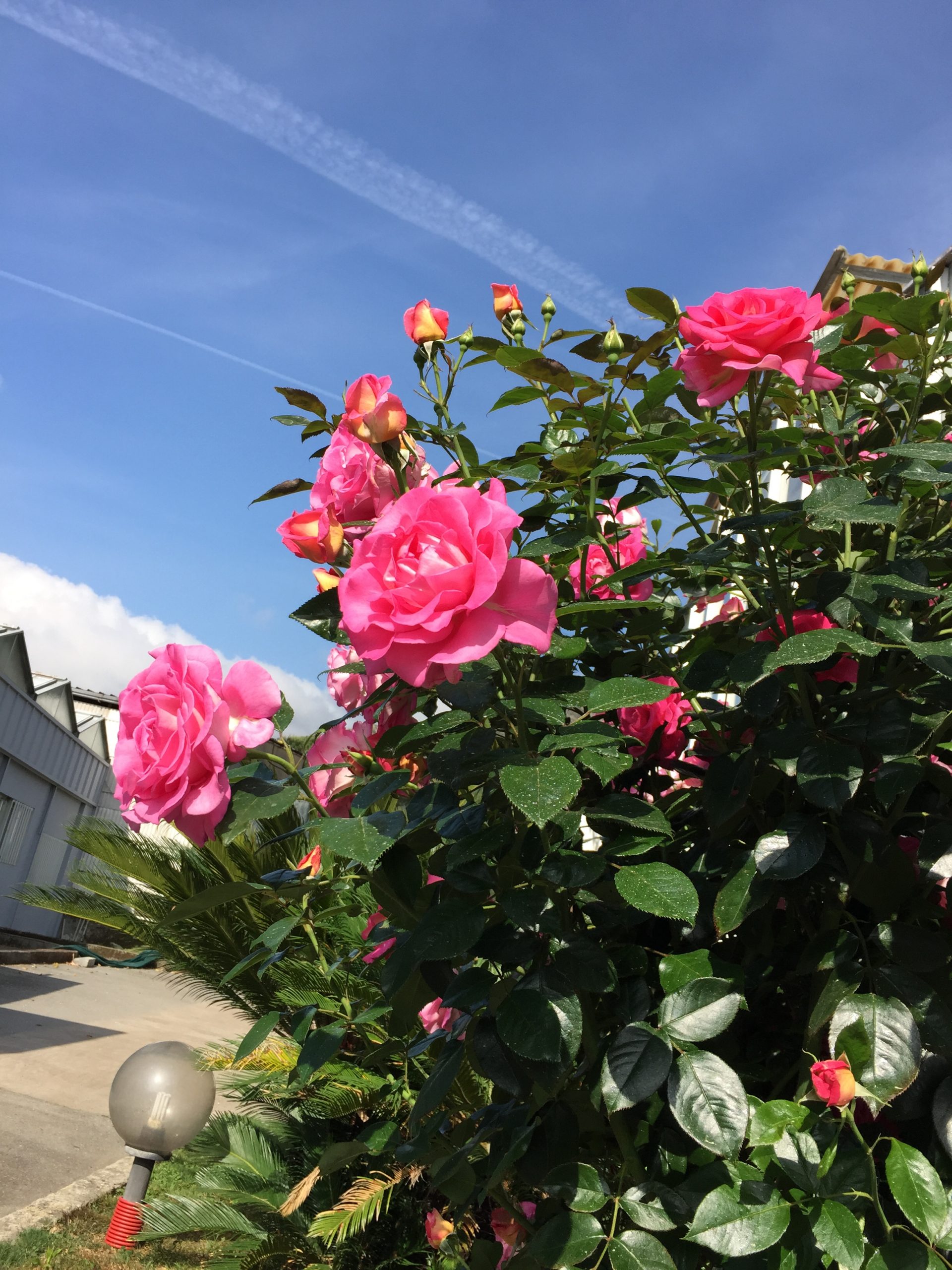 ROSIER Grimpant Parfum Royal