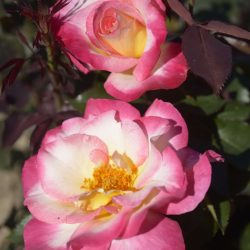 ROSIER Fleurs Groupées MATIN D'été