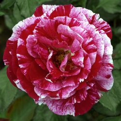 ROSIER Fleurs Groupées SCENTIMENTAL