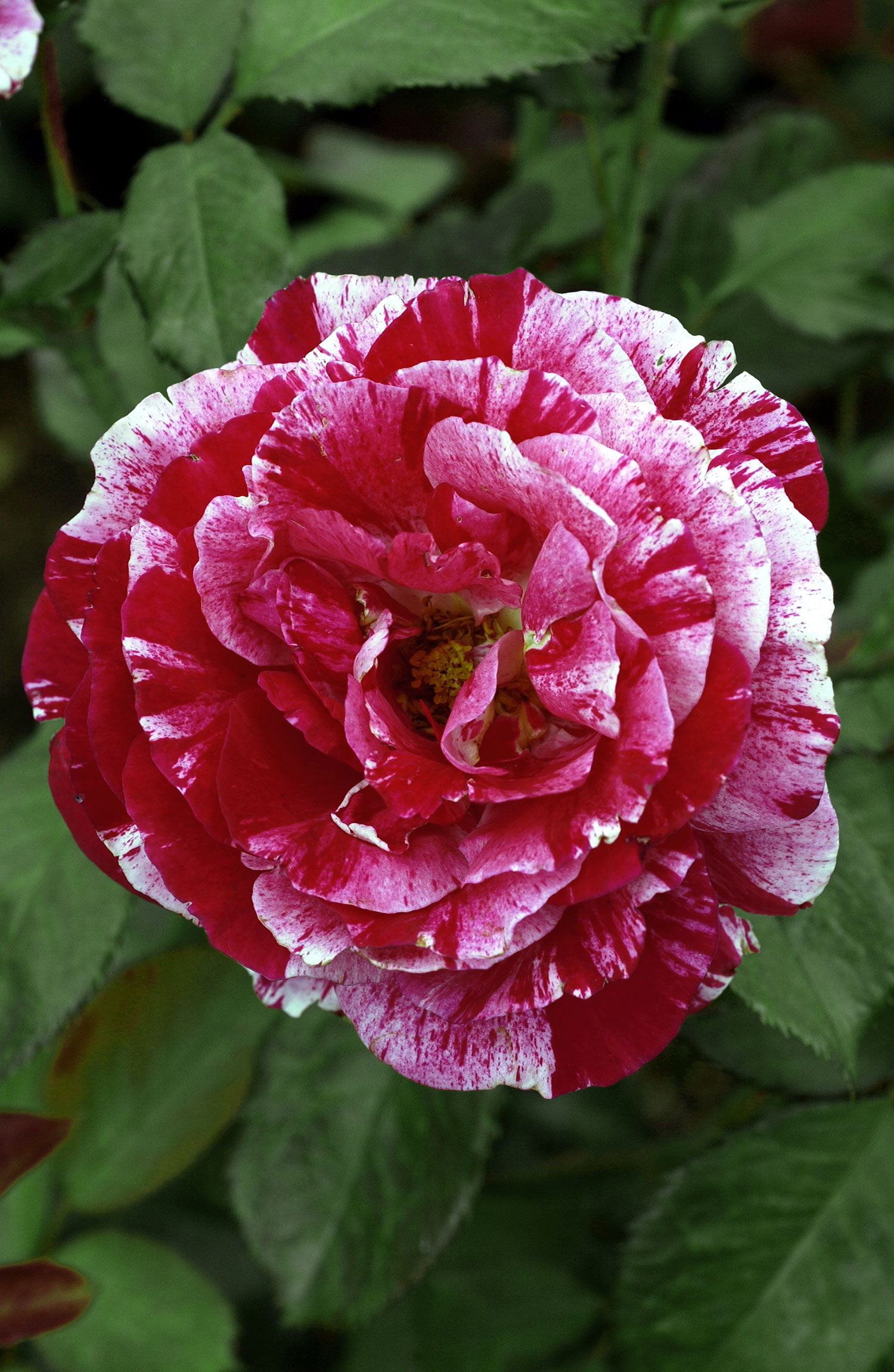 ROSIER Fleurs Groupées SCENTIMENTAL