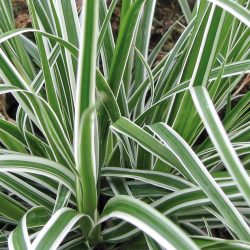 CAREX Oshimensis Everest