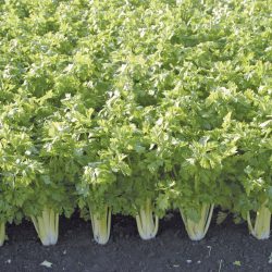 CELERI Branche Golden Spartan Barquette de 6