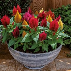 CELOSIE Plumosa Kimono