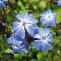 CERATOSTIGMA Plumbaginoides