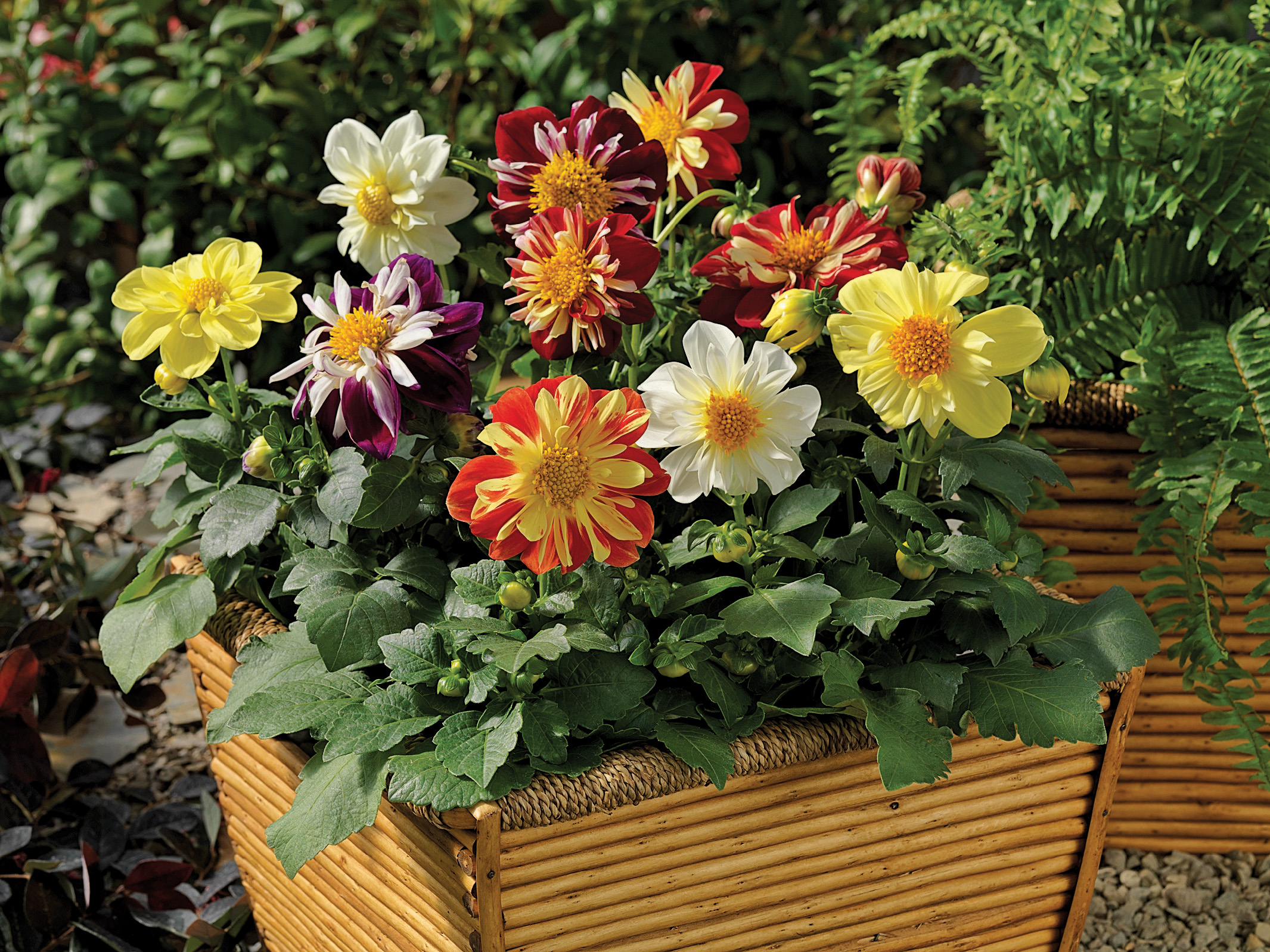 DAHLIA Massif