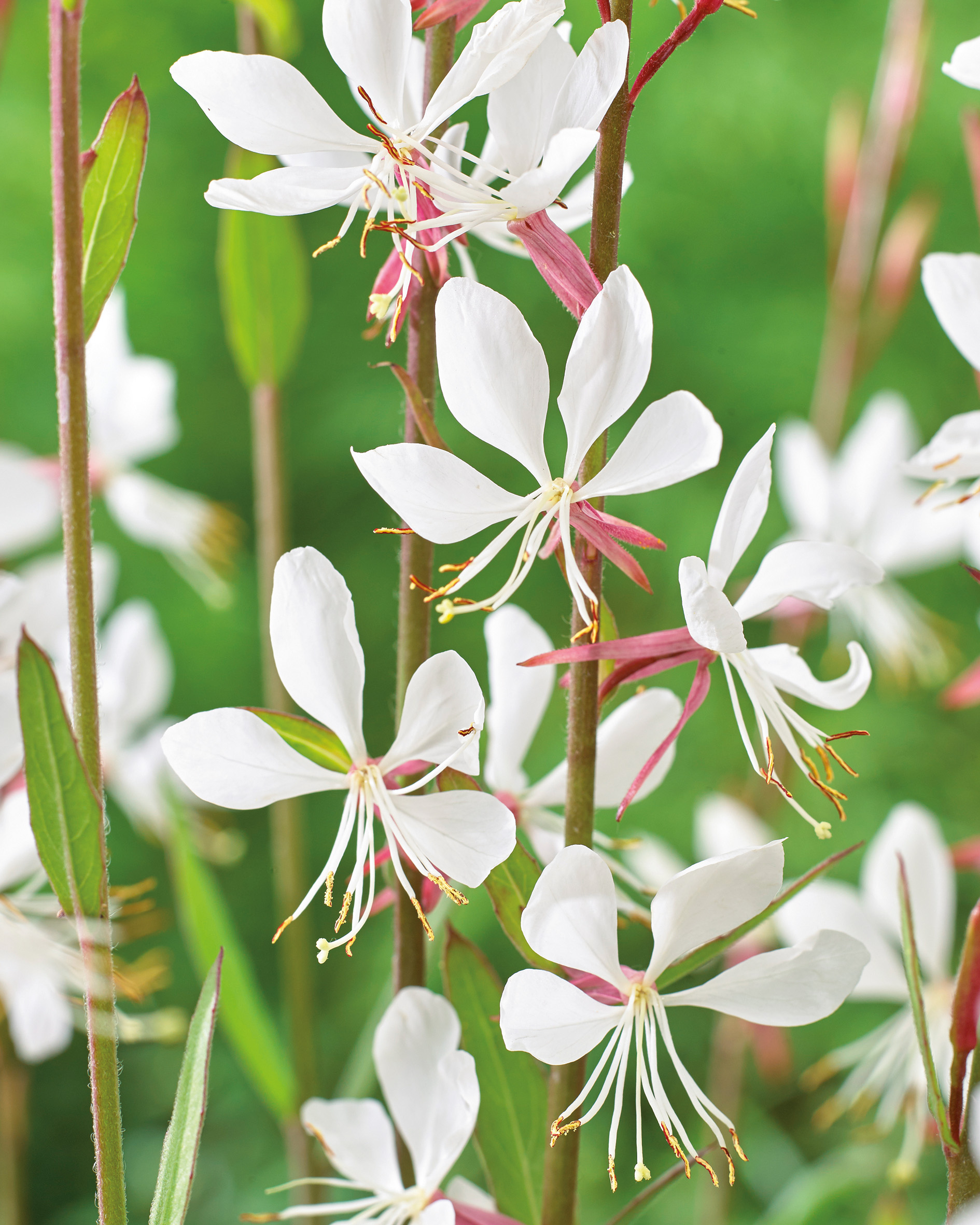 GAURA Lindheimeri Butterfly Blanc