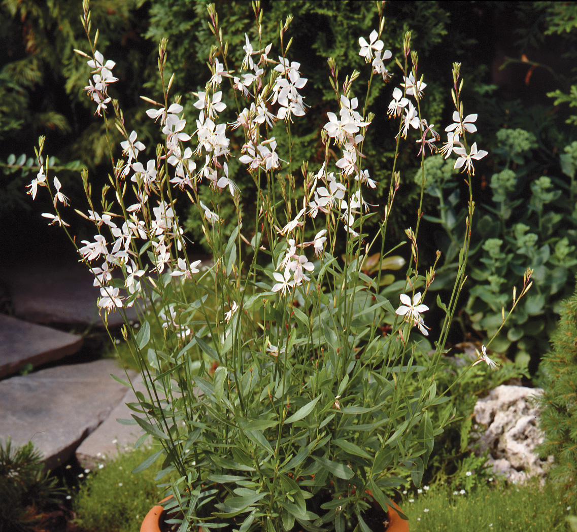 GAURA Lindheimeri Butterfly Blanc – Image 2