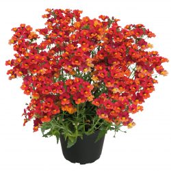 NEMESIA Sunsatia