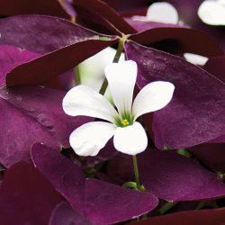 OXALIS Burgundy Wine