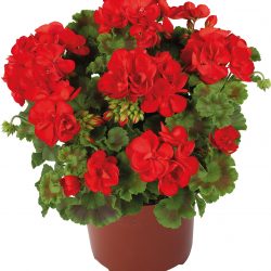 GERANIUM ZONALE
