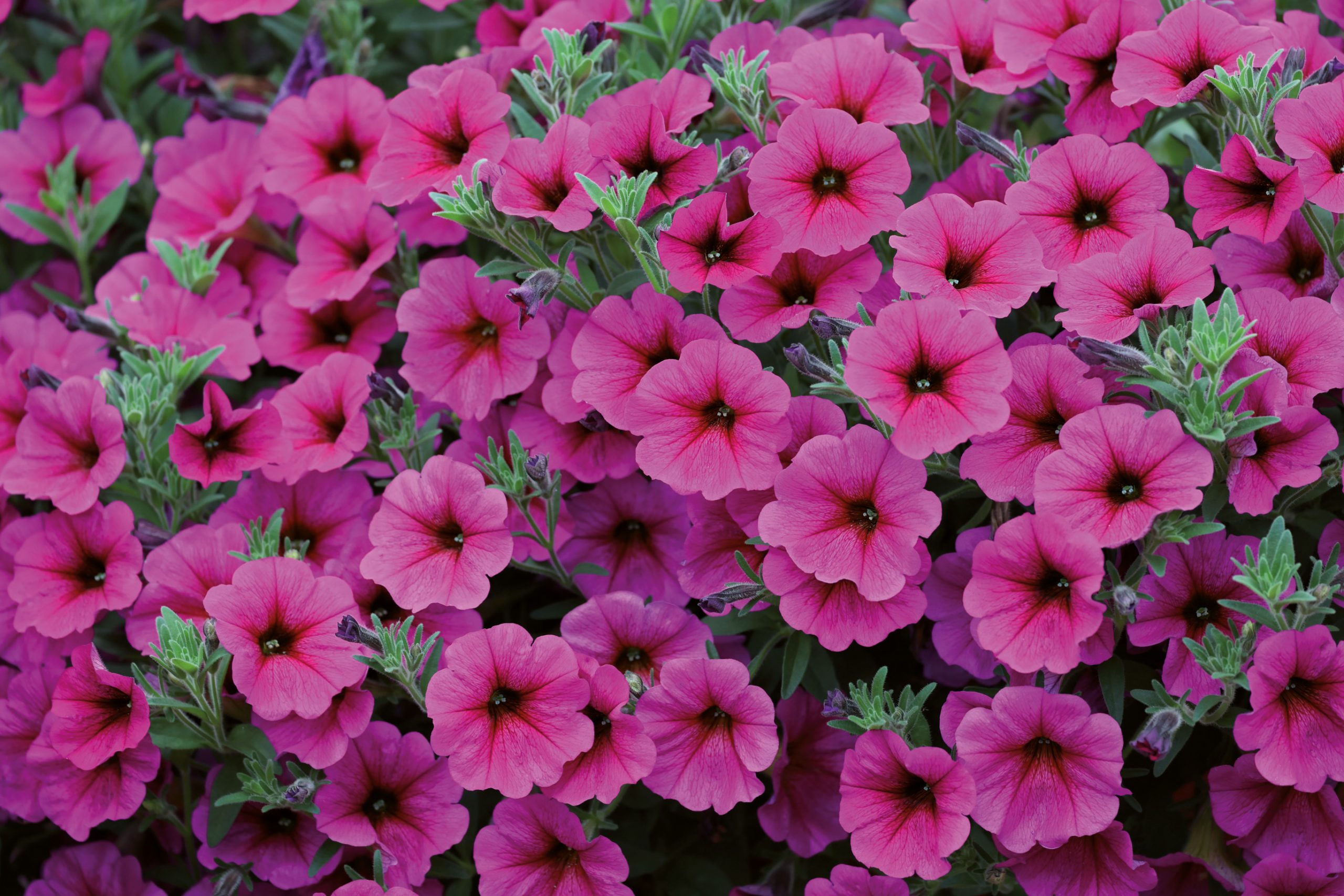 PETUNIA Semi-Retombant