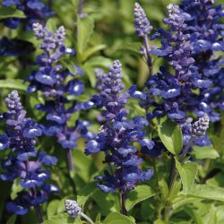 SAUGE Farinacea Midnight Candle