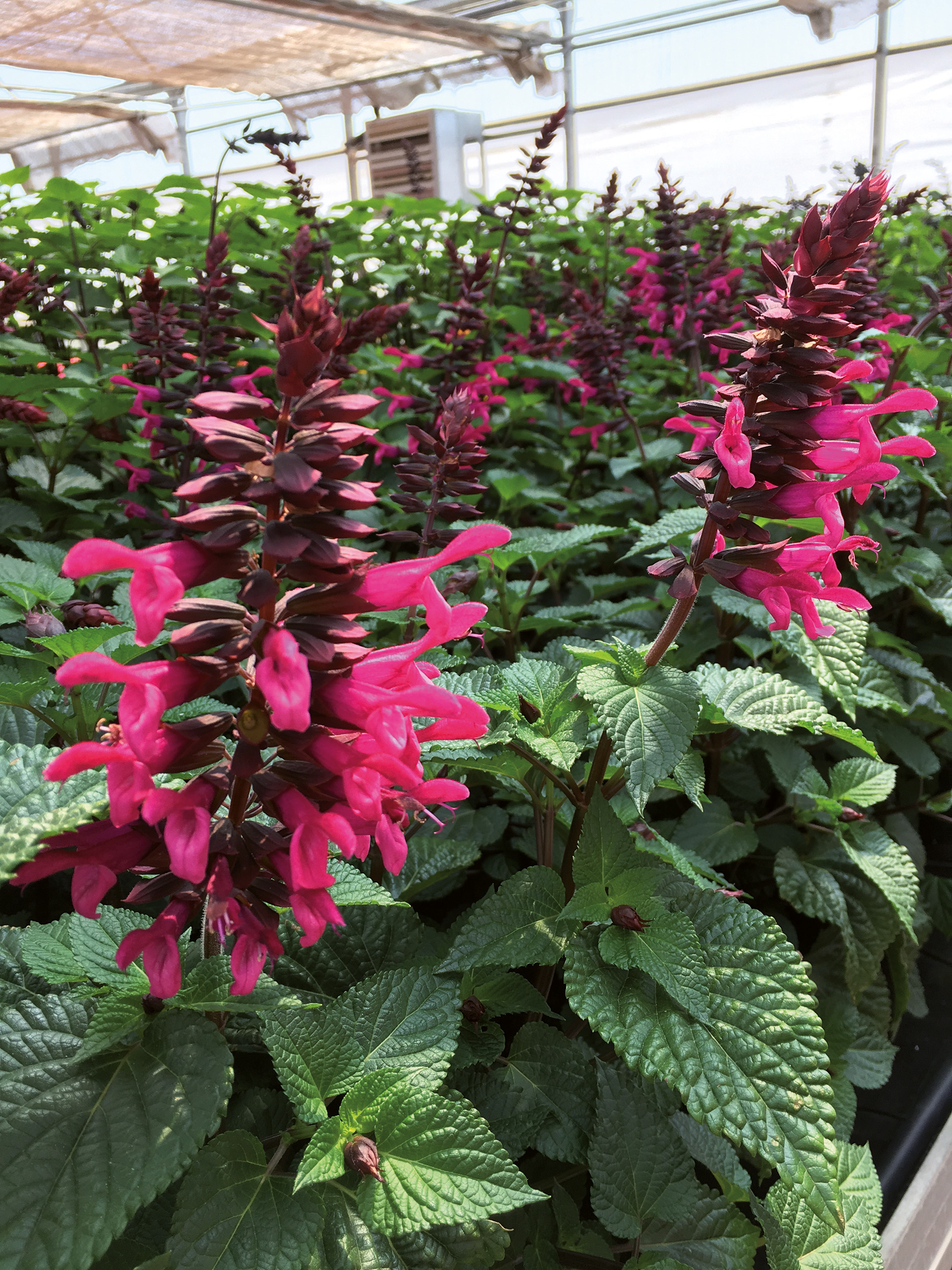 SAUGE Guaranitica Rockin’ Fuchsia