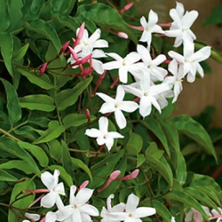 JASMINUM Officinale (Grand)