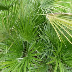 CHAMAEROPS Humilis