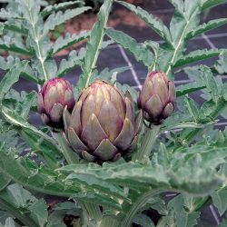 ARTICHAUT Améthyste