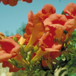 CAMPSIS Tagliabuana Mme galen