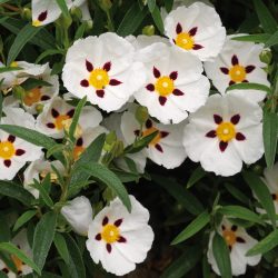 CISTUS Purpureus Alan Frad