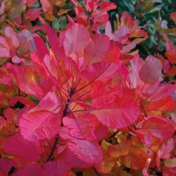 COTINUS Coggygria Old Fashioned