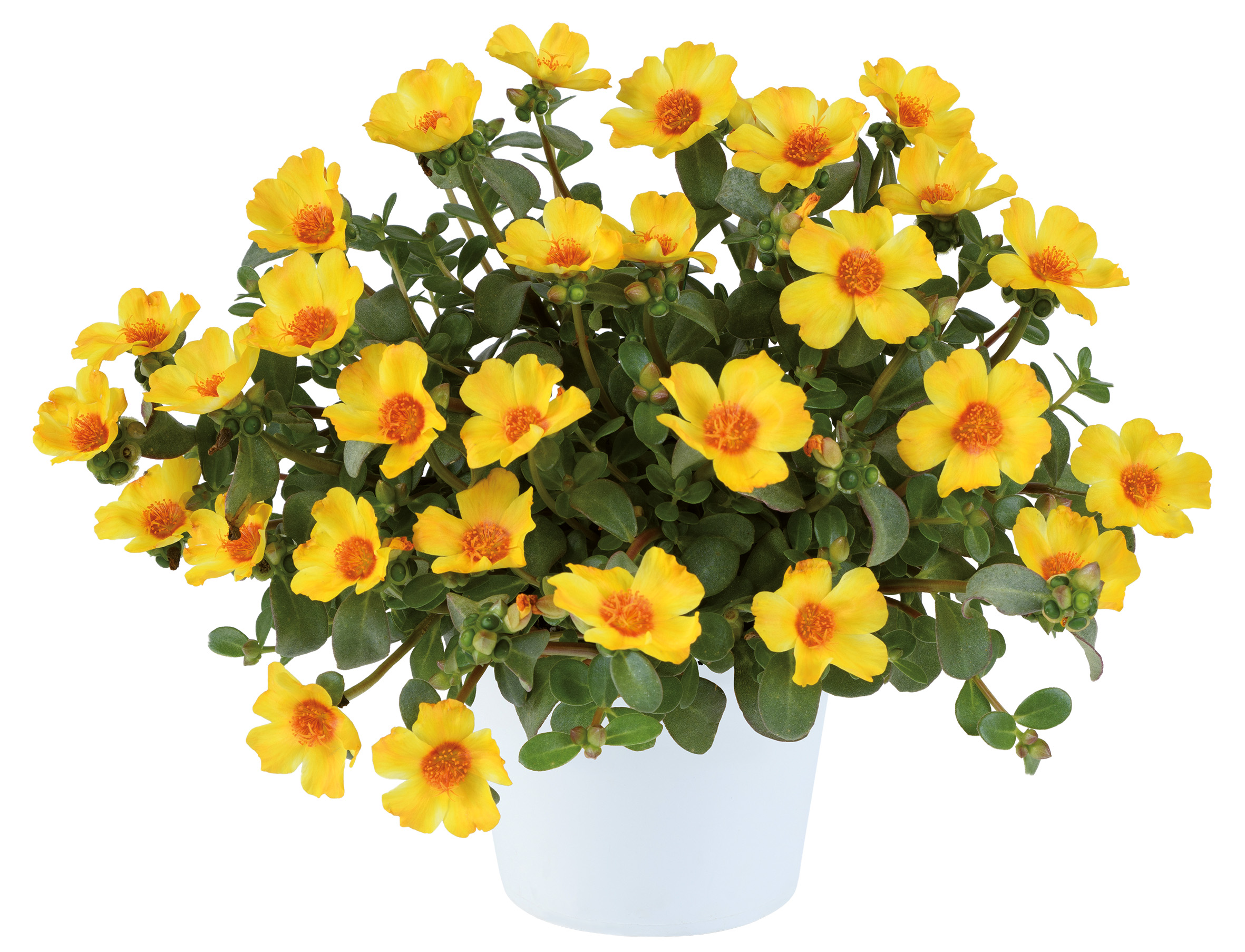 PORTULACA PAZZAZ NANO