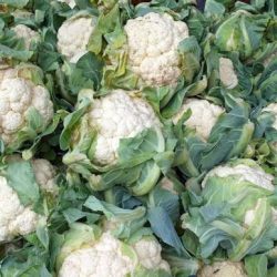CHOUX FLEURS D'hiver  Barquette de 4
