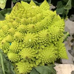 CHOUX ROMANESCO F1 Barquette de 4