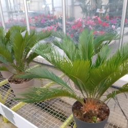 Cycas D19