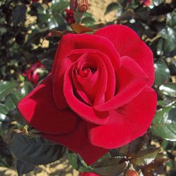 ROSIER Tige Le Grand Huit