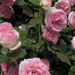 ROSIER Tige Pierre de ronsard®