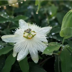 PASSIFLORA Riverside Snow Queen