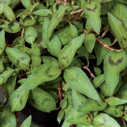 CORIANDRE Vietnamienne