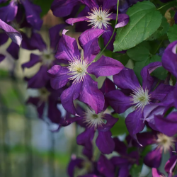 CLEMATITE Grandes Fleurs Vostok