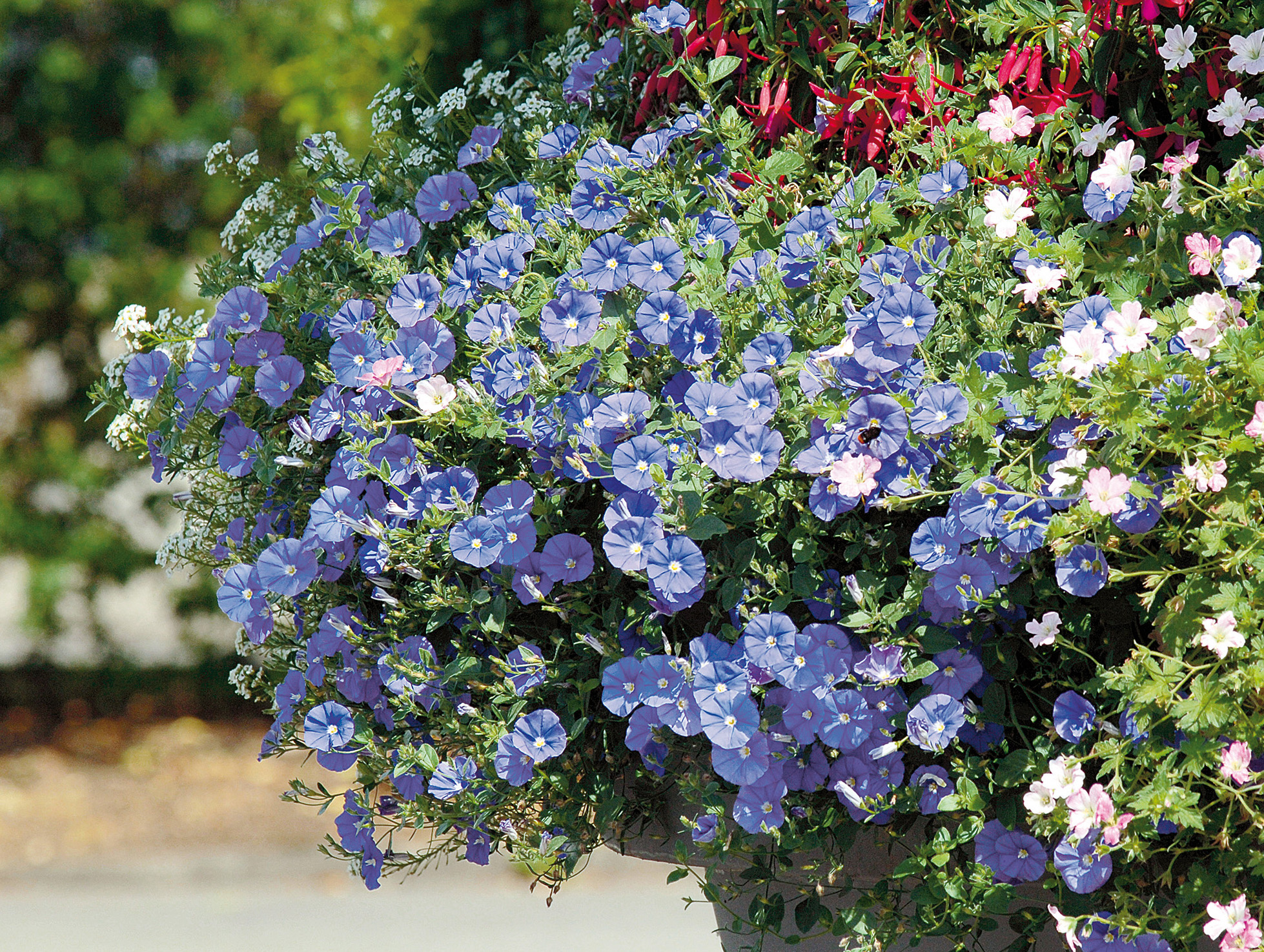 CONVOLVULUS Blue Cascade