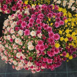 CHRYSANTHEME Pâquerette Jardinière Multicolore