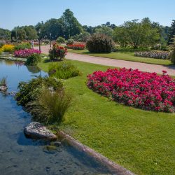 ROSIER Paysager Knock Out Radrazz®