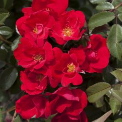 ROSIER Paysager La Sevillana +