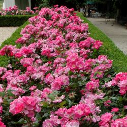 ROSIER Paysager Rodin Meigadraz®