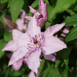 CLEMATITE Hagley Hybrid