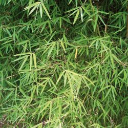Bambou FARGESIA Angutissima