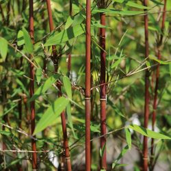 BAMBOU FARGESIA Red Dragon