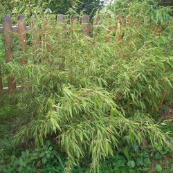 BAMBOU FARGESIA Rufa