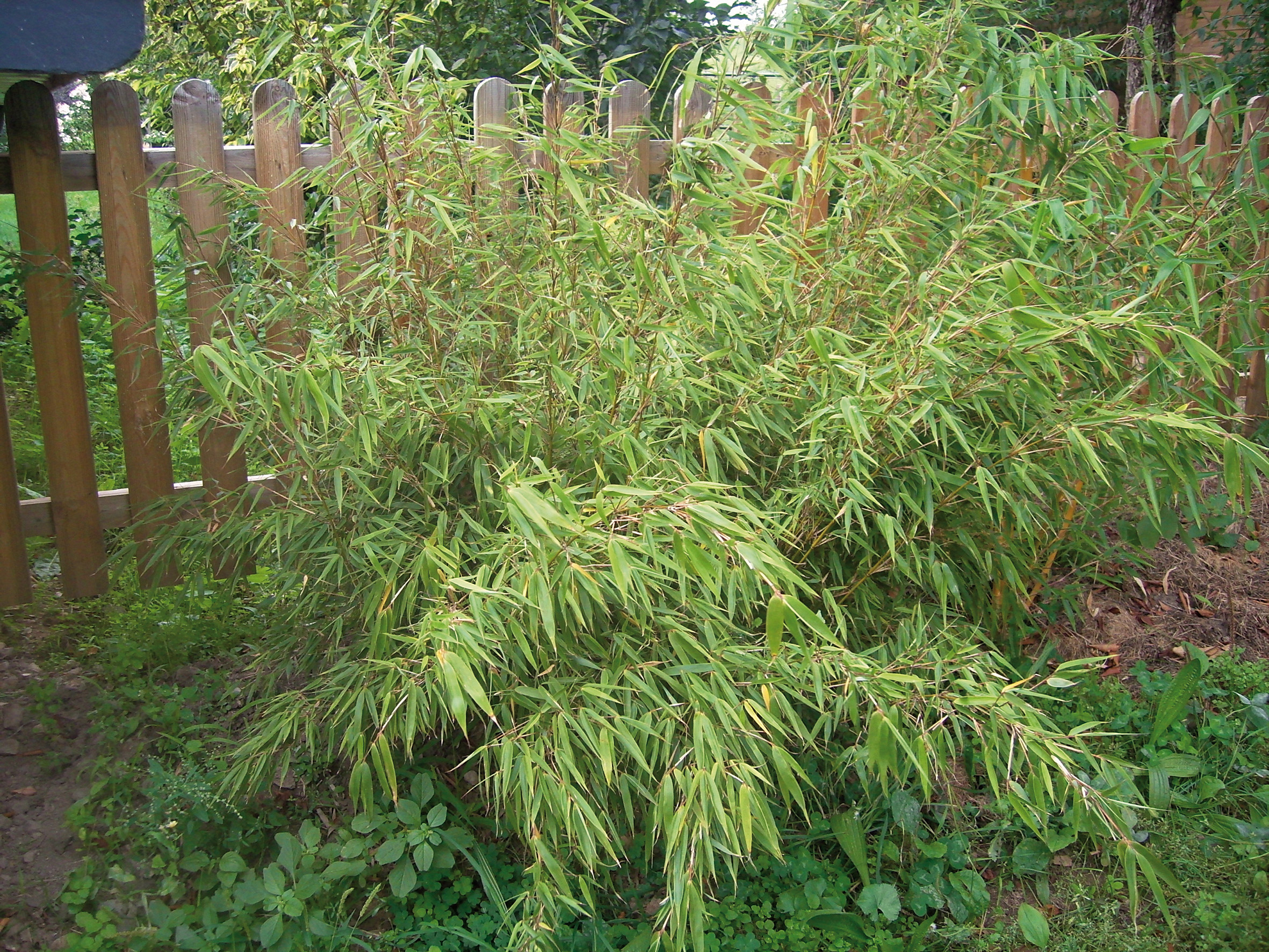 BAMBOU FARGESIA Rufa